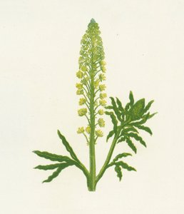 Vild Mignonette, Reseda Lutea af English School